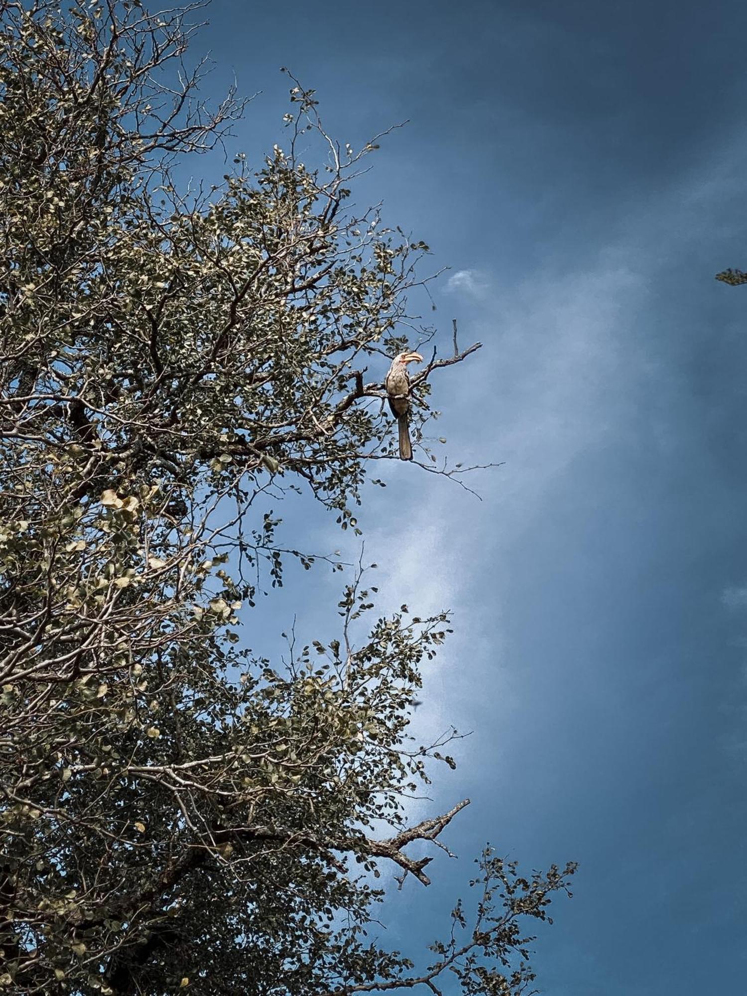 Umkhaya Lodge Mkuze Εξωτερικό φωτογραφία