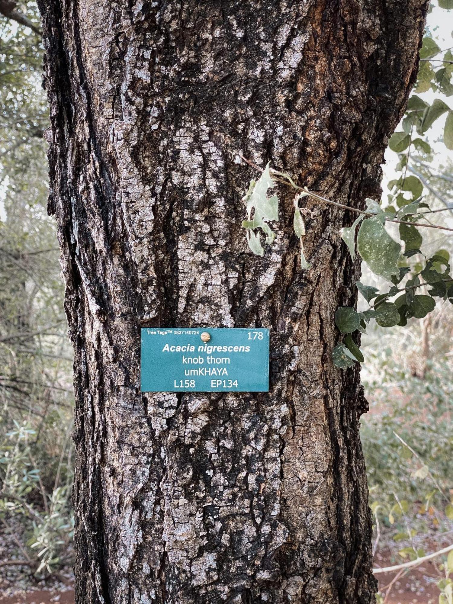 Umkhaya Lodge Mkuze Εξωτερικό φωτογραφία